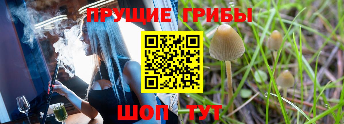 Псилоцибиновые грибы Psilocybe Малоярославец